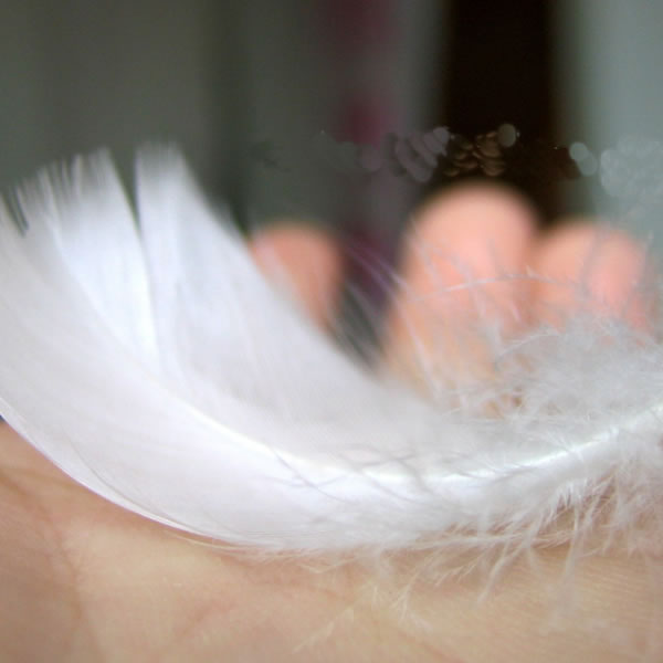 swan down feathers