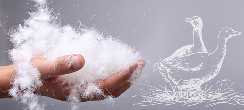 goose feather and down